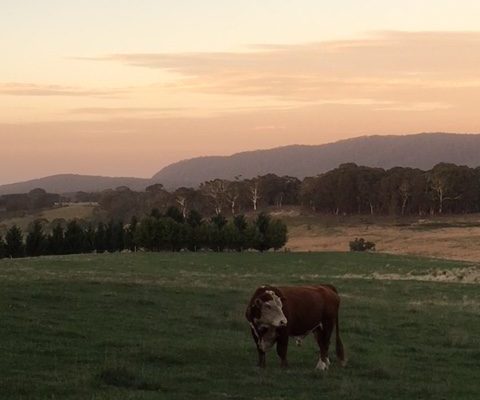 our practice owl farm braidwood