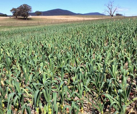 our soil owl farm braidwood