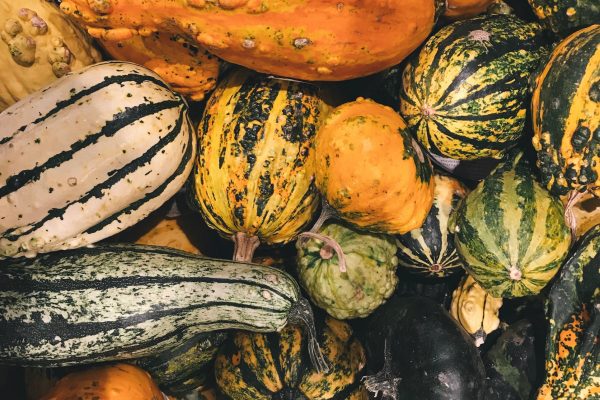 brigitte-tohm-gourds