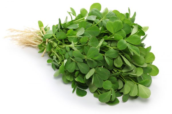 fenugreek_methi