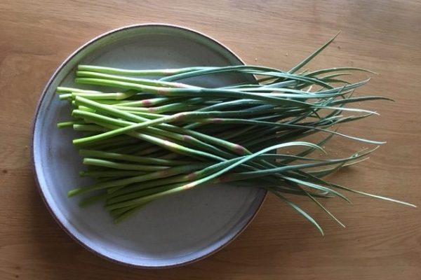 garlic-scapes-owl-farm-braidwood